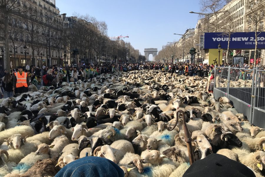 シャンゼリゼ大通りの羊の行進